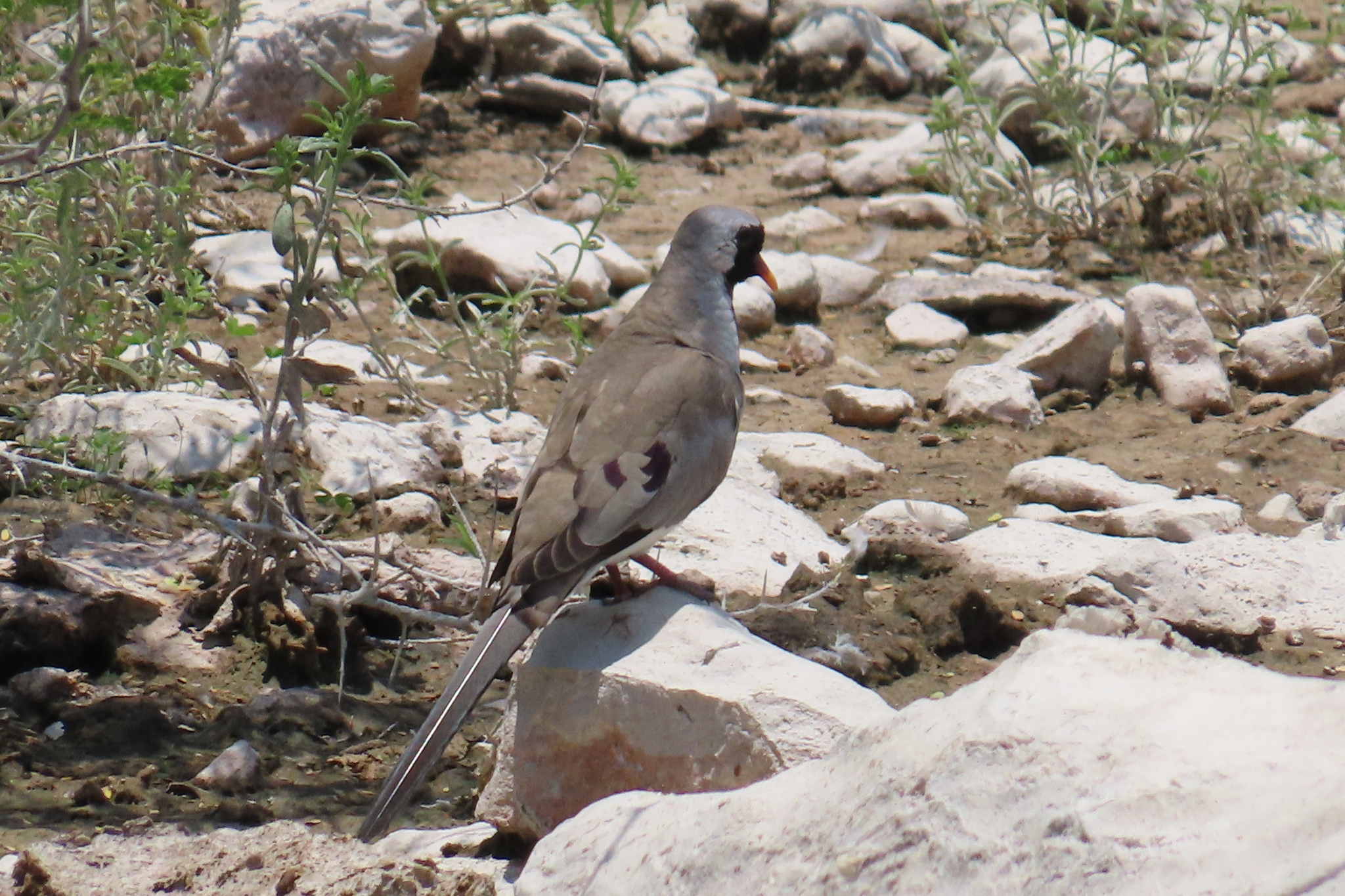 Namaqua Dove (Oena capensis), photo 3