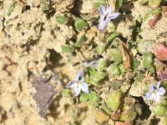 Lobelia boivinii