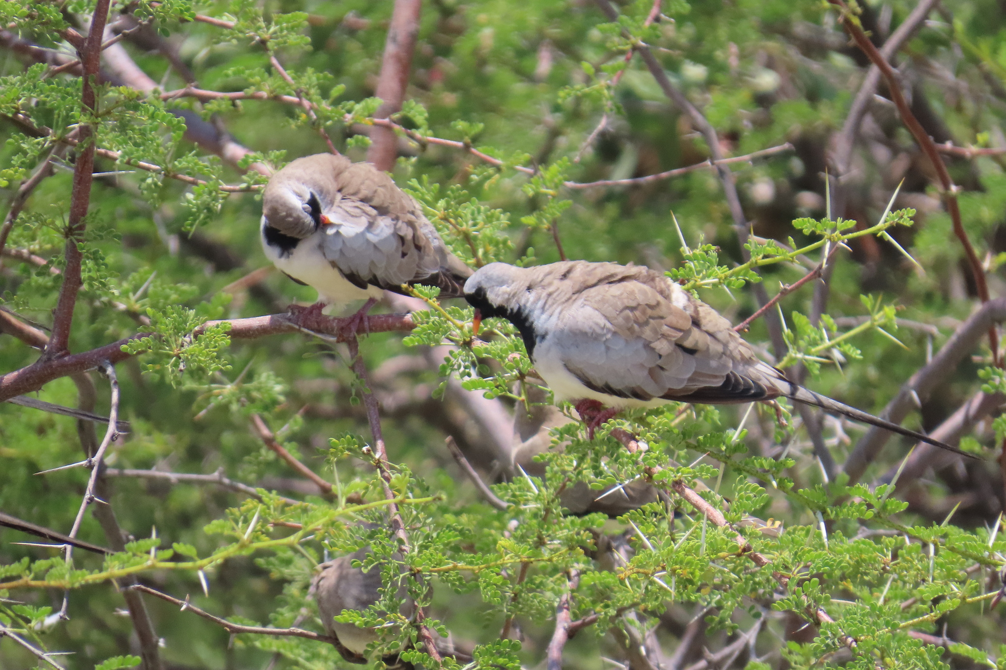 Namaqua Dove (Oena capensis), photo 2