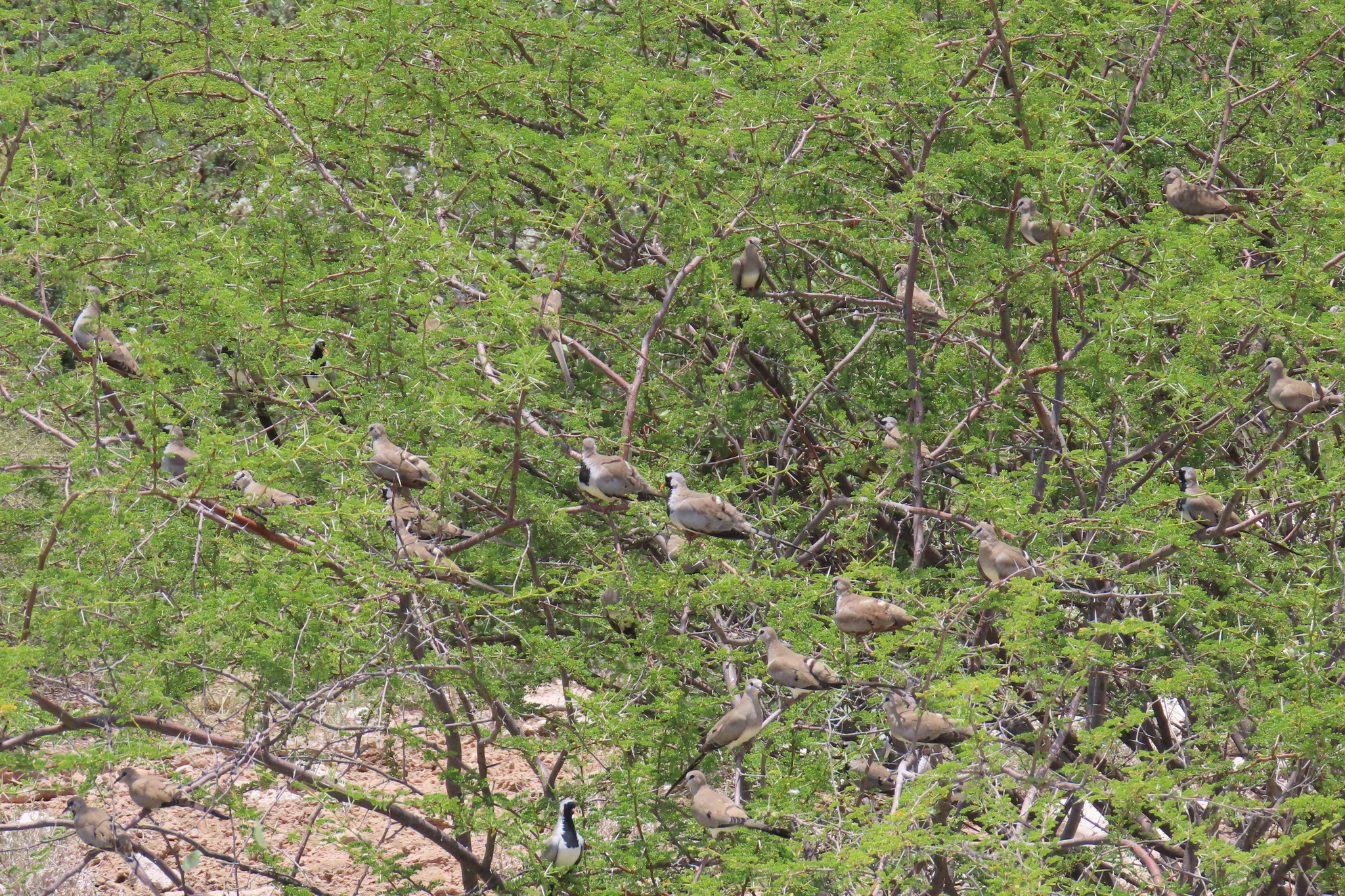 Namaqua Dove (Oena capensis), photo 4