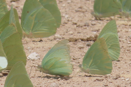 African Migrant