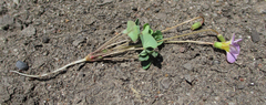 Oxalis obliquifolia image
