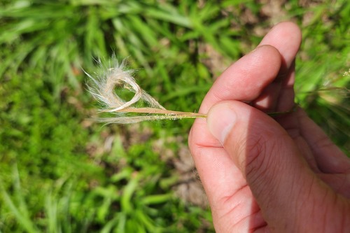 Andropogon leucostachyus observed 2025-04-28
