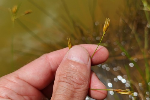 Rhynchospora triflora observed 2025-04-28