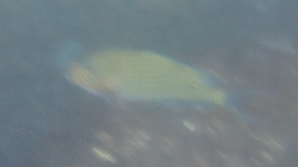 Blue Banded Surgeonfish (Acanthurus lineatus)