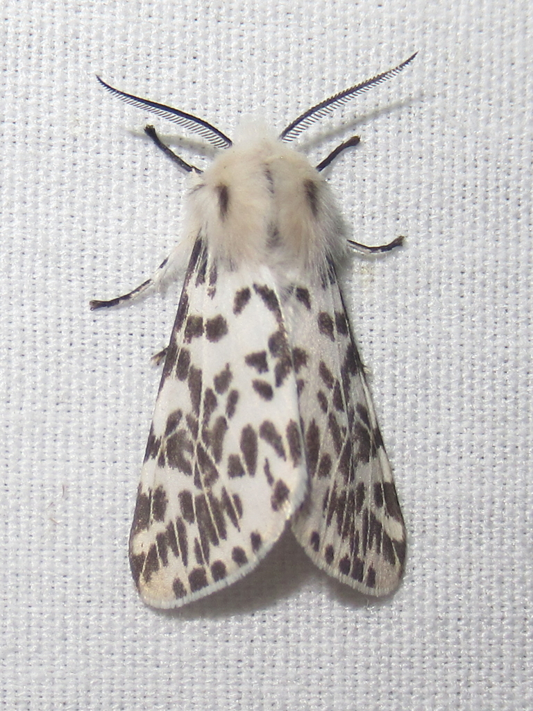 Fall Webworm Moth from Salton Dr., Austin, Travis Co., TX on January 21 ...