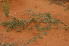 Citrullus naudinianus, photograph author not stated, no rights reserved