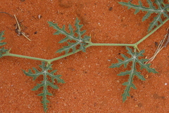 Citrullus naudinianus, photograph author not stated, no rights reserved