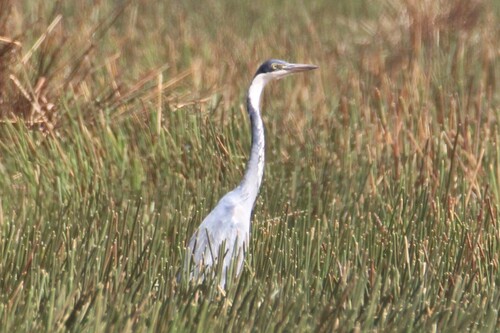 iNaturalist: (c) Luke Smith, some rights reserved (CC BY-NC), uploaded by Luke Smith iNaturalist image