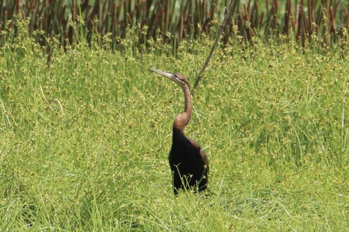 iNaturalist: (c) Luke Smith, some rights reserved (CC BY-NC), uploaded by Luke Smith iNaturalist image