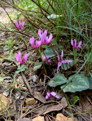 Cyclamen repandum repandum