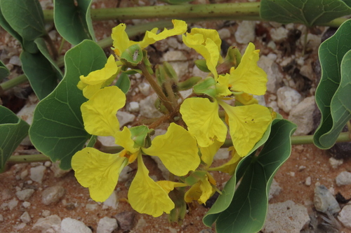 Marama Bean (Tylosema esculentum)