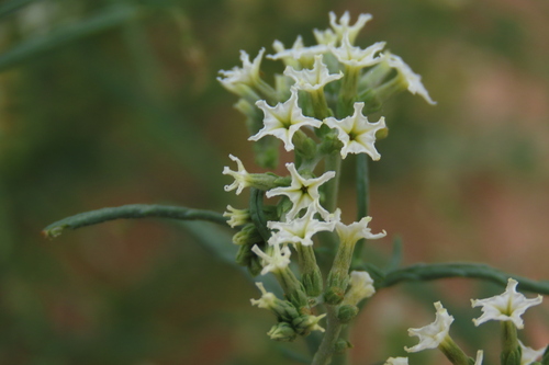 Narrowleaf Heliotrope (Heliotropium lineare)