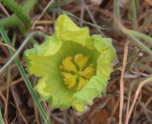 Citrullus naudinianus, photograph 3