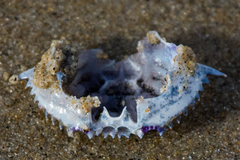 Achelous xantusii