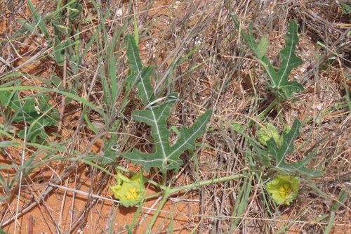 Citrullus naudinianus, photograph 4
