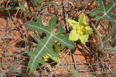 Citrullus naudinianus, photograph author not stated, no rights reserved