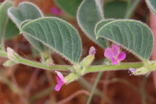 Requienia sphaerosperma