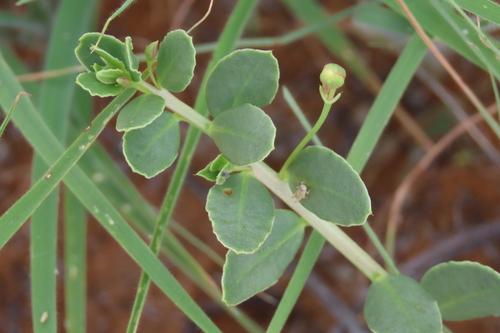 Talinum crispatulum