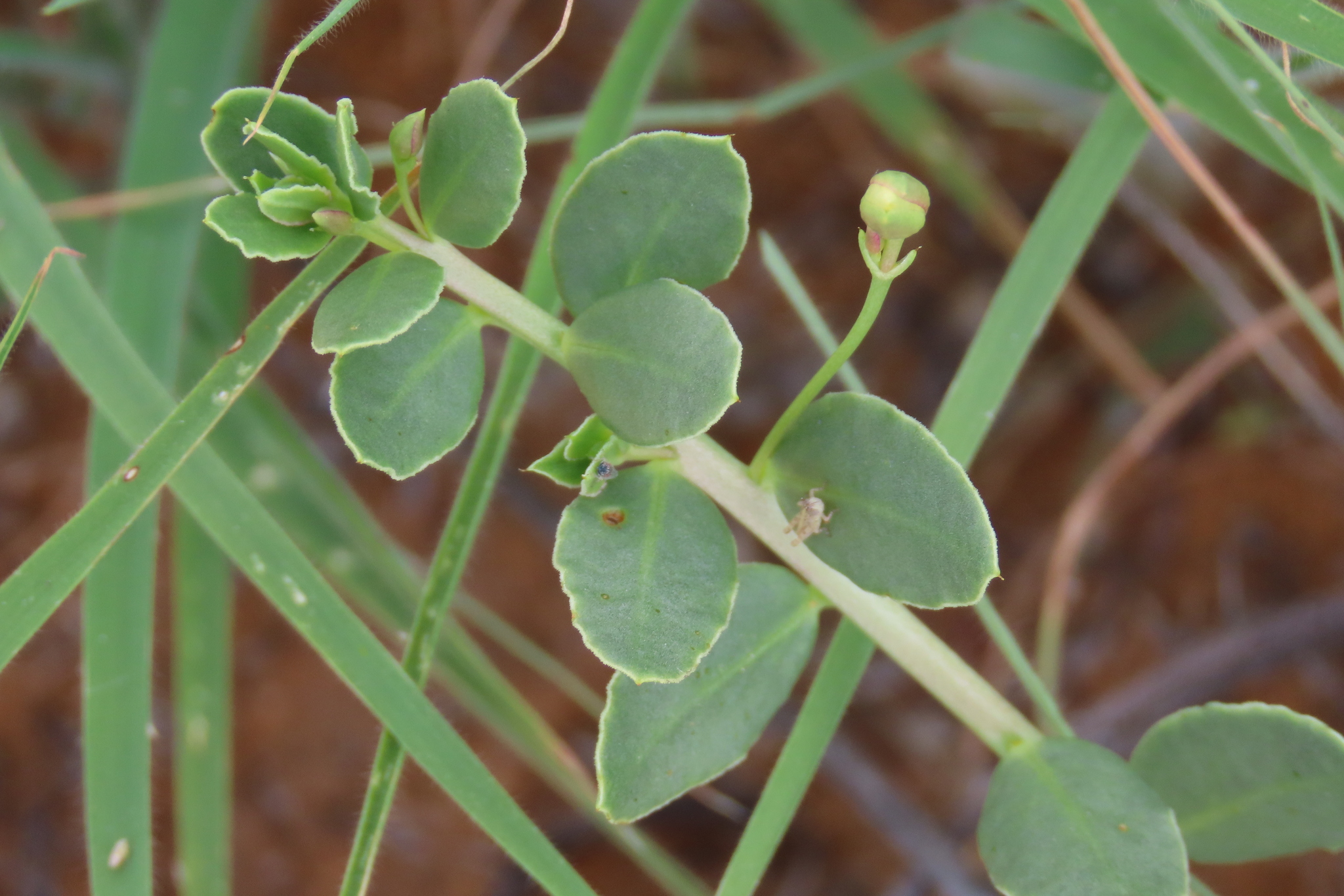 Talinum crispatulum Dinter & Poelln. 2
