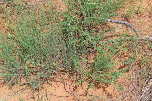 Talinum crispatulum
