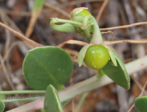 Talinum crispatulum