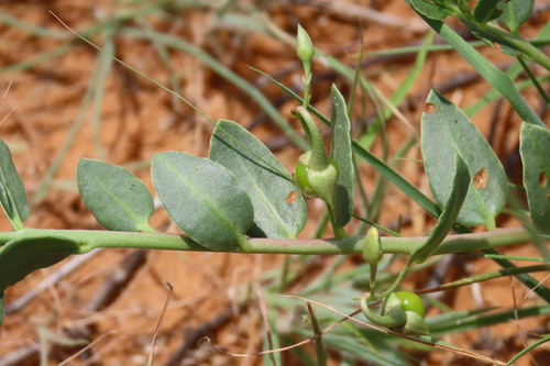 Talinum crispatulum