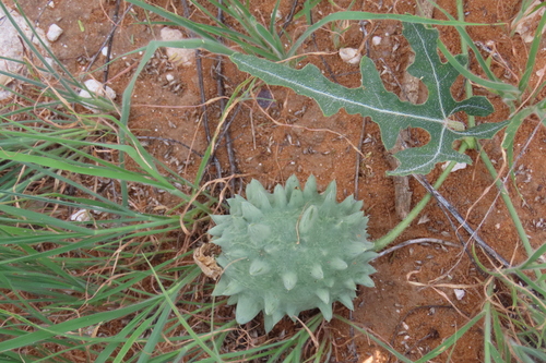 Gemsbok cucumber (Citrullus naudinianus)
