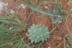 Citrullus naudinianus, photograph author not stated, no rights reserved
