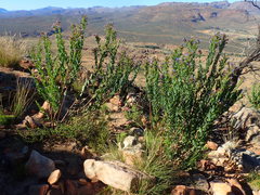 Lobostemon laevigatus