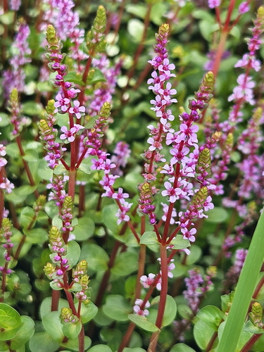 roundleaf toothcup (Rotala rotundifolia)