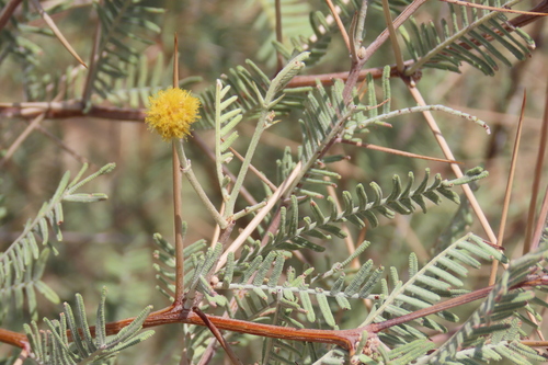 Grey Camel Thorn (Vachellia haematoxylon)