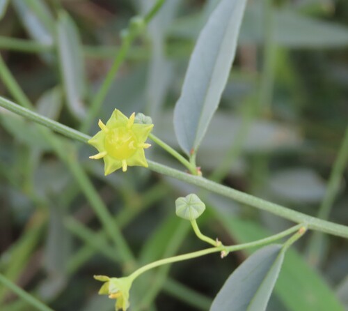 Helinus spartioides