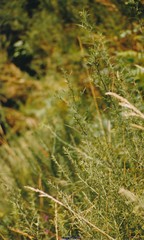 Genista hispanica