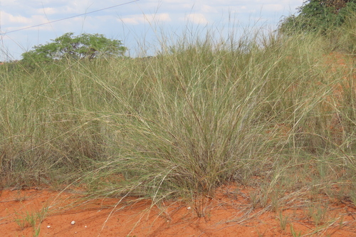 Kalahari Dune Grass (Stipagrostis amabilis)