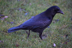 Corvus corone