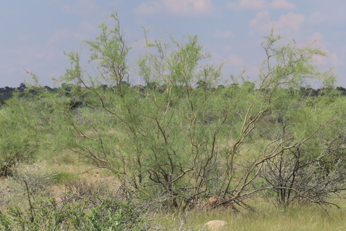 Greenhair Tree (Parkinsonia africana)
