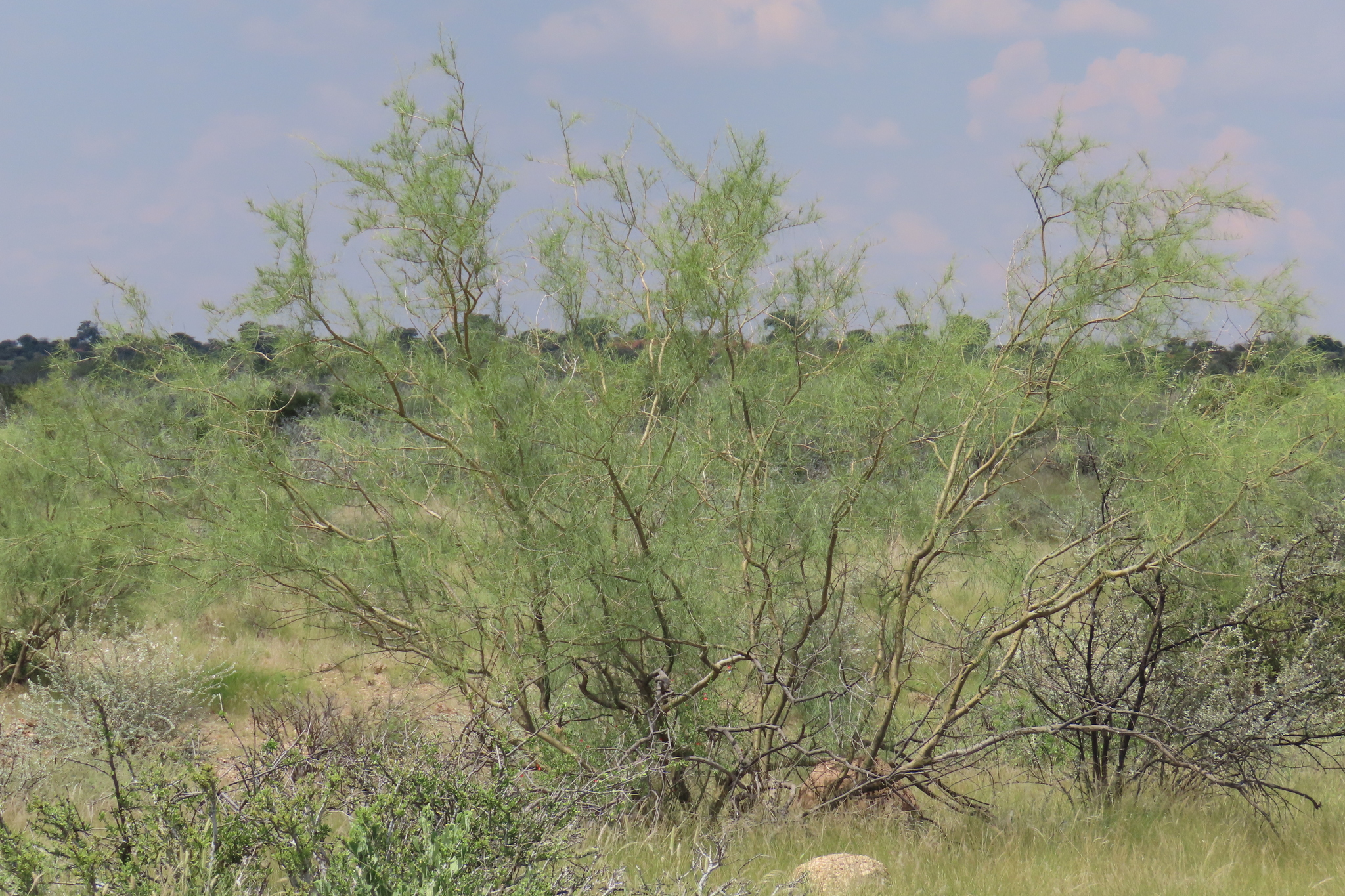 Greenhair Tree (Parkinsonia africana)