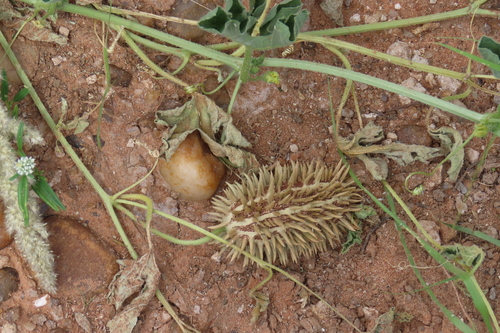 Wild cucumber (Cucumis africanus)