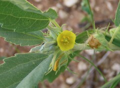 Melhania bolusii (Melhania bolusii)