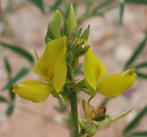 Damara Rattlepod