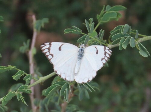Pioneer White