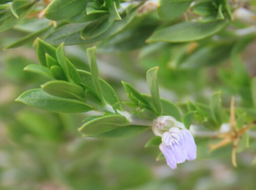 Broomleaf horsestock