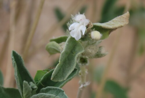 White foxtail (Leucas pechuelii)