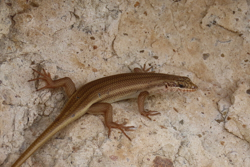 Western Rock Skink