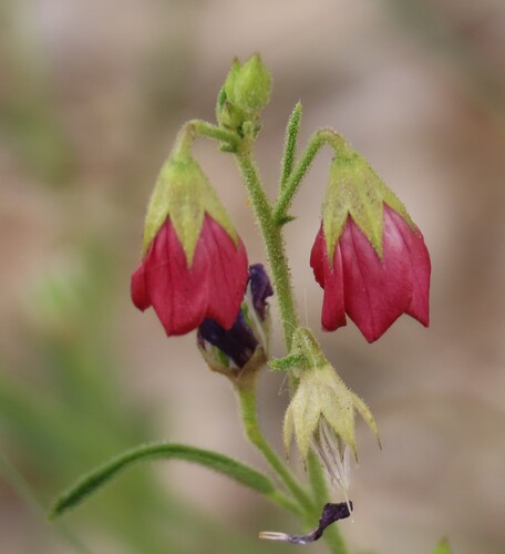 Modest Dollsrose (Hermannia modesta)