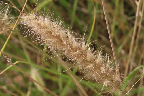 buffelgrass