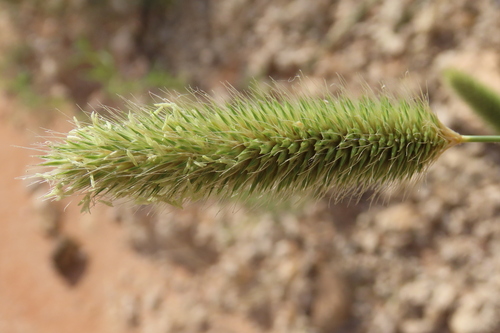 Thimble Grass (Fingerhuthia africana)