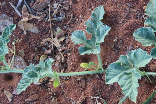 Wild cucumber (Cucumis africanus)