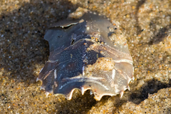 Blepharipoda occidentalis